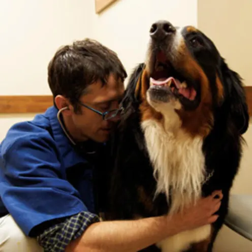 Veterinarian hugging big brown, black, and white dog